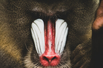 Mandrill Close up