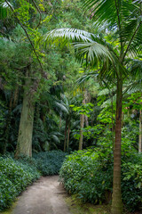 Walk on the Azores archipelago. Discovery of the island of Sao Miguel, Azores. Furnas