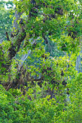 Fototapeta premium Straw-coloured fruit bat (Eidolon helvum), Bat migration, Kasanka National Park, Serenje, Zambia, Africa