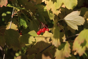 red berries on a tree