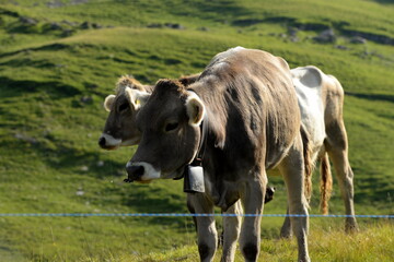Naklejka na ściany i meble Almsommer in der Schweiz. Kühe und Kälber auf der Almweide