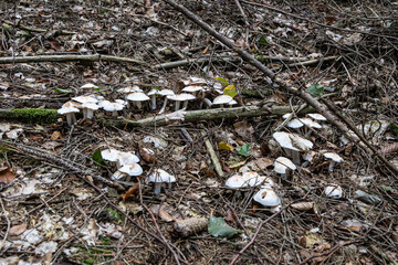 Wildlife sanctuary Hahnheide - mushrooms