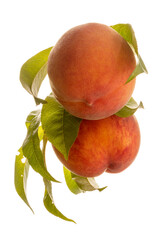 two juicy peaches isolated on a white background