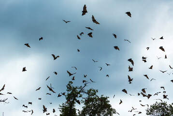 Straw-coloured fruit bat (Eidolon helvum), Bat migration, Kasanka National Park, Serenje, Zambia,...
