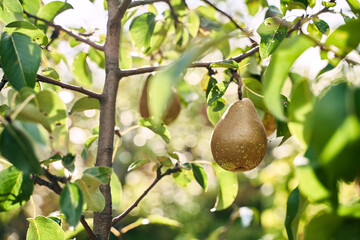Ripe juicy pears on tree branch in sunny garden