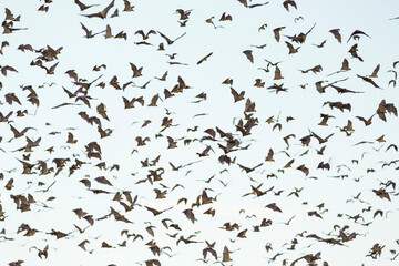 Straw-coloured fruit bat (Eidolon helvum), Bat migration, Kasanka National Park, Serenje, Zambia, Africa