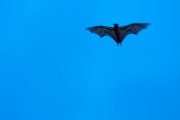Obraz premium Straw-coloured fruit bat (Eidolon helvum), Bat migration, Kasanka National Park, Serenje, Zambia, Africa