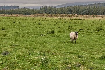 Lonely sheep on a green meadow in Ireland. Irish landscape with a sheep on a green meadow.