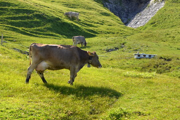 Almsommer in der Schweiz. Kühe und Kälber auf der Almweide