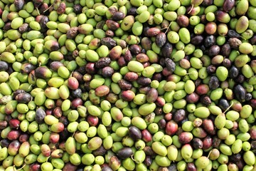 Harvested olives unloaded from truck to press hopper in olive oil mill in the outskirts of Athens in Attica, Greece.
