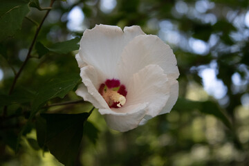 Obraz premium Hibiscus