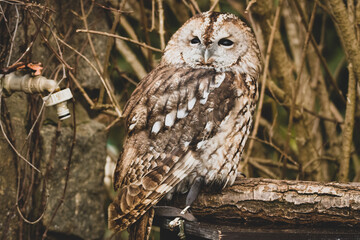 Eule auf Stamm