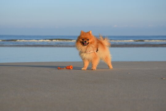 Pomeranian Beach 2