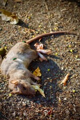 Dead rat on the ground