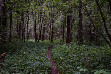 footpath in the forest