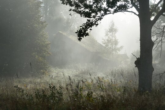 An old abandoned rustic house (cabin) in a fog at sunrise. Sun rays through the oak tree branches. Picturesque scenery. Idyllic rural scene. Fall season, concept art, architecture, eco tourism, nature