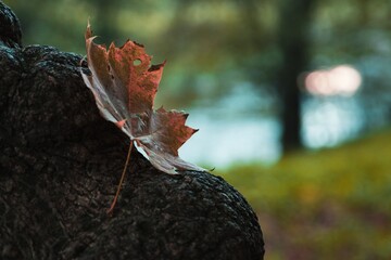 Autumn leaf from a maple tree