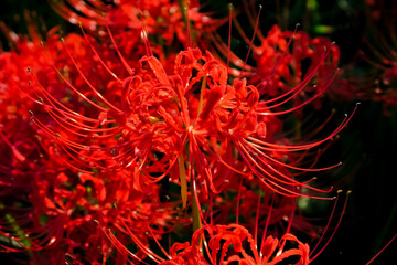 埼玉県幸手市の権現堂堤に咲く彼岸花。2020年10月2日。