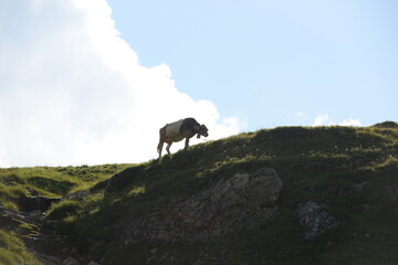 Almsommer in der Schweiz. Kühe und Kälber auf der Almweide
