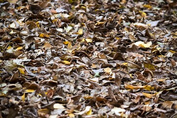 Yellow autumn leaves. Background for design and presentations.