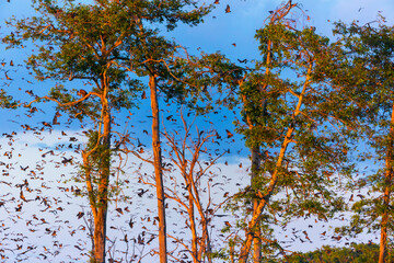 Obraz premium Straw-coloured fruit bat (Eidolon helvum), Bat migration, Kasanka National Park, Serenje, Zambia, Africa
