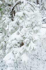Shot of a snow-covered fir tree in the park during a snowfall.
