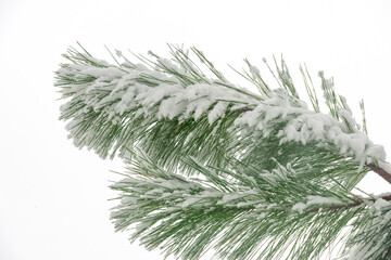 close-up of spruce branches under the snow in the park during a snowfall.