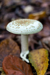 Mushroom amanita citrina (also known as false death cap) in the autumn forest.