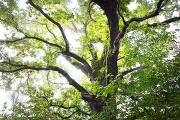 Close-up of mighty sorcerer deciduous tree in a fog at sunrise. Moss, fern, plants. Dark...
