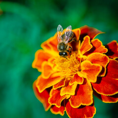 The bee collects nectar on a garden flower in the sun. Bees