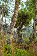 Straw-coloured fruit bat (Eidolon helvum), Bat migration, Kasanka National Park, Serenje, Zambia, Africa