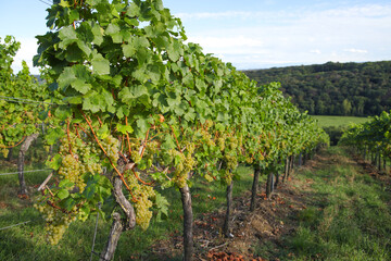 Fototapeta na wymiar Wine plantation in autumn in Bad Sulza - Thuringia, Germany