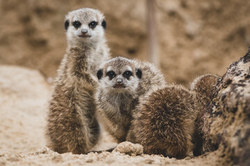 Erdmännchen Nachwuchs im Zoo VI