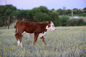 Cattle in Argentine countryside,La Pampa Province, Argentina.