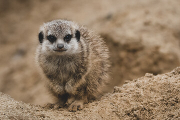Fototapeta premium Erdmännchen Nachwuchs im Zoo V