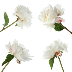 Set of beautiful peony flowers on white background