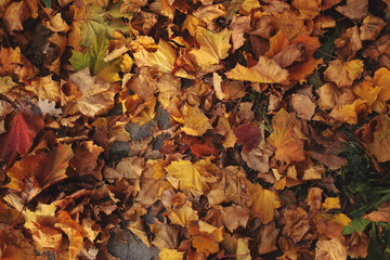Dry autumn leaves of yellow, red, brown flowers lie on the ground. Bright yellow leaves among the dry maple leaves. The view from the top