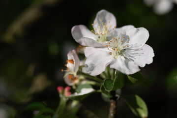 Apple tree blossom