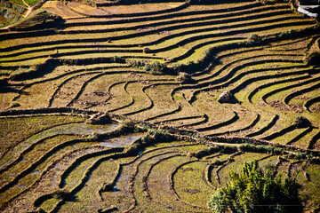 Harvested and terraced rice field near Sa Pa vi