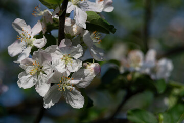 Apple tree blossom