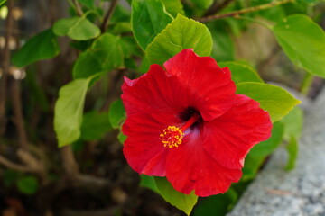 red hibiscus flower on green background