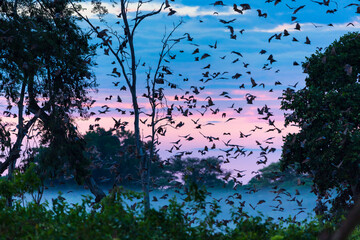 Straw-coloured fruit bat (Eidolon helvum), Bat migration, Kasanka National Park, Serenje, Zambia,...