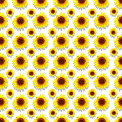 Seamless pattern from sunflowers on a white background. Template, banner, background, texture, postcard, signboard.