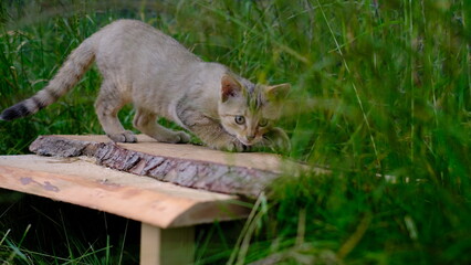 Obraz premium Wildkatzenjunges, kleine Wildkatze