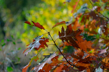 Bright yellow-red autumn foliage of trees on a sunny day.