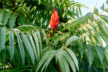 Minimalist monochrome background with large green leaves and small flowers of Rhus shrub, commonly known as sumac, sumach or sumaq, in a a garden in a sunny summer day.
