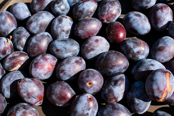 Harvest of plums. Blue, purple background. Healthy Eating