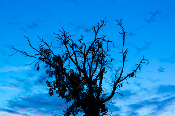 Straw-coloured fruit bat (Eidolon helvum), Bat migration, Kasanka National Park, Serenje, Zambia, Africa