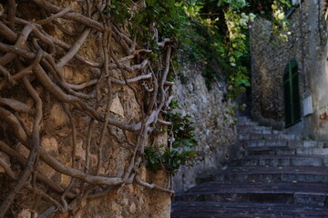 Roots on a stone wall.