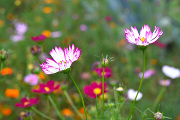 Obraz na płótnie Canvas 日本庭園の花畑で咲く紫色のコスモス（日本の浜離宮恩賜庭園）